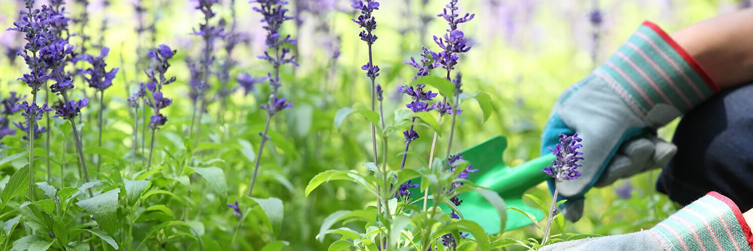 English lavender - Garden